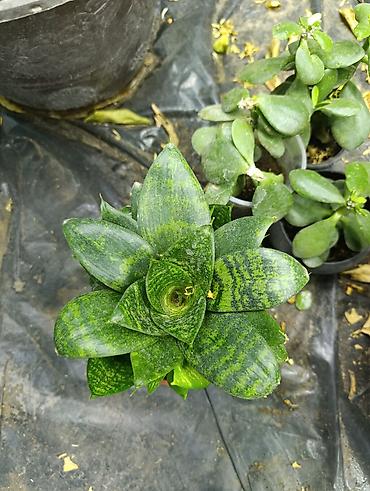 Фикусы: Продаются цветы, разные виды, сорта, большие и маленькие домашние и — 3