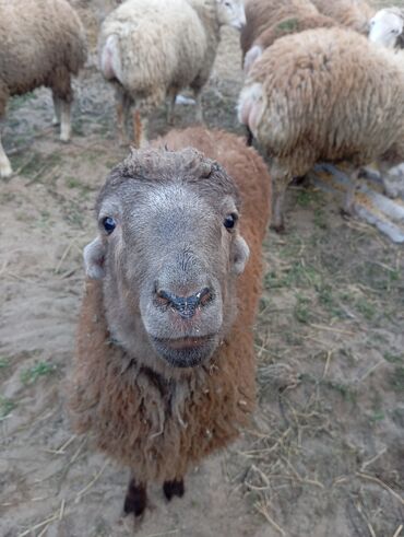 qurbanliq quzu: Quzu, Erkək, ay: 1, 30 kq, Ətlik, Ödənişli çatdırılma