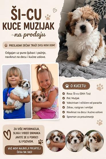psi stenci prodaja: Ši-cu (Shih Tzu) štene – mužjak - Presladak dečak traži svoj novi dom — 1