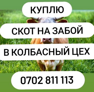 продаю свинину: Куплю | Коровы, быки, Лошади, кони, Бараны, овцы | Любое состояние, Забитый, На забой, на мясо