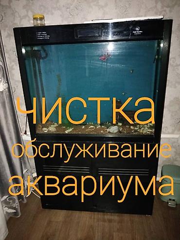 аквариум в бишкеке: Чистка аквариума обслуживание аквариум уборка аквариума замена воды в — 1