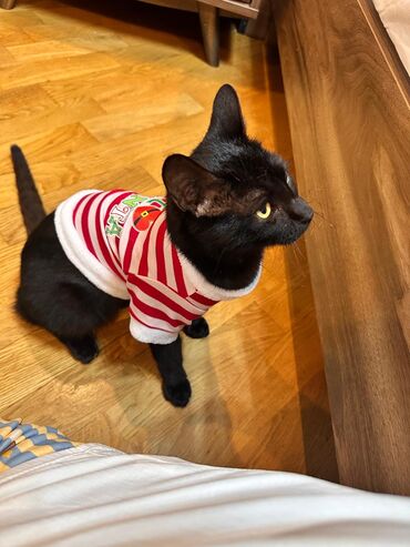 Pişiklər: Sekilleri cevirib baxin her biri pulsuz sahiblendirilir. tertemiz ev — 12