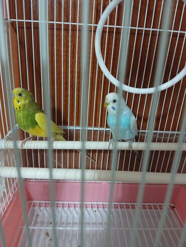 домик для волнистых попугаев: Волнистые попугаи с клеткой. Описание: - Пара волнистых попугаев