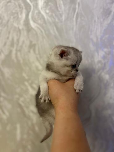 Pişiklər: Britan — 8