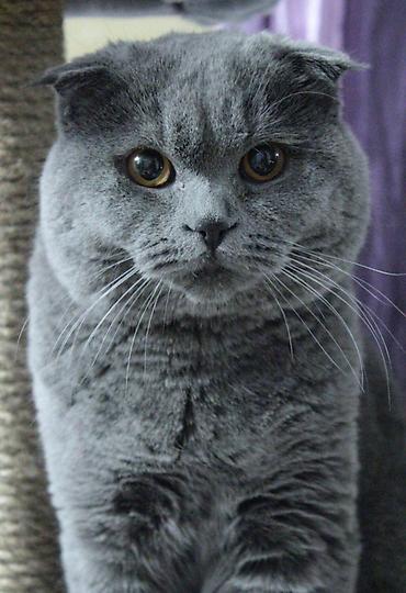 cane corso yavru: Şotland yastı qulaq, Erkək, Yaxşı əllərə, Ünvandan götürmə — 1