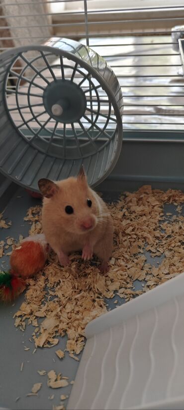 Собаки: Narin rəngli Suriya (qızılı) hamsteri - Növ: Suriya/qızılı hamster