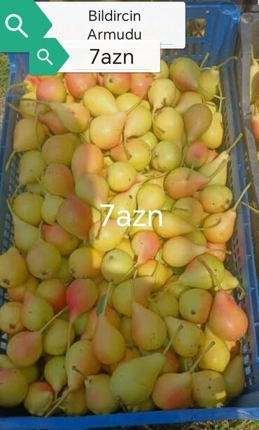 Şitillər: Məhsul: Bağ bitkiləri və meyvə fidanları seçimi - Hibiskus (Rose of — 11