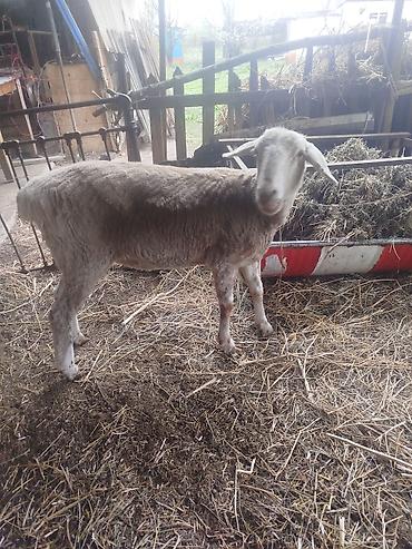 Баран, овца: Продаю | Овца (самка) | Для разведения | Матка — 6