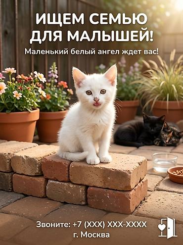 породистые котята даром: Пристраиваются котята в добрые руки. Описание: - Очаровательный помет — 2