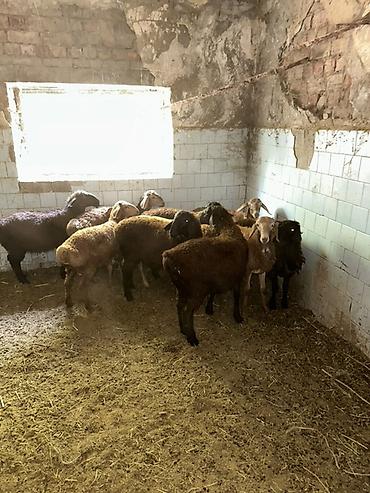 козу баран: Продаю | Баран (самец) | Для разведения — 4