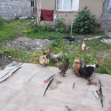 козу ачык бишкек: Продаю куры домашние здоровые 12 штук несутся