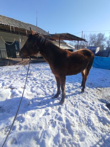 лошади для кок бору: Продаю | Жеребец | Полукровка