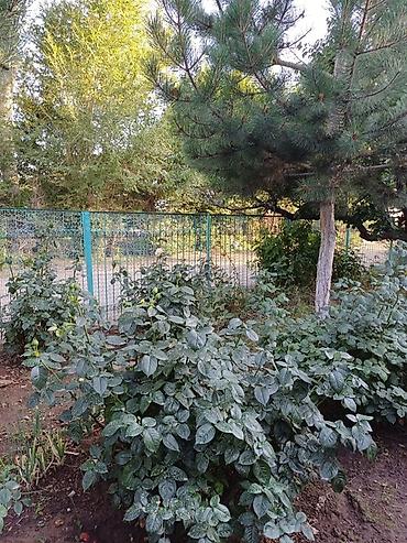 Продажа коттеджей и домов: Дом на Иссык-Куле!!! Продается просторный дом на участке 36 сотых at lalafo.kg — 26 Продажа коттеджей и домов: Дом на Иссык-Куле!!! Продается просторный дом на участке 36 сотых — 26