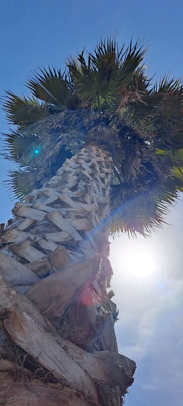 Palma: Vaşinqton palması.Həmişəyaşıldır.Mərdəkanda həyətimdədi.Hündürlüyü 2ci