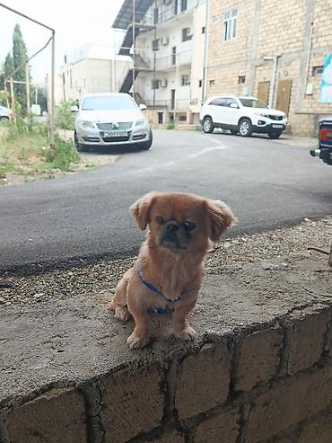 pekin ördeği: Cins: Pekinges (Pekingese) Rəng: açıq qəhvəyi/qızılı Cinsiyyəti: erkək — 5
