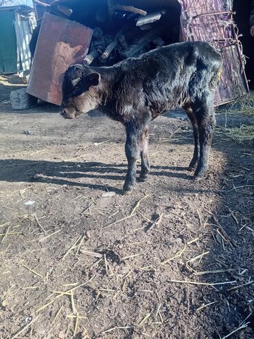 Коровы, быки: Продаю | Музоо, торпок | Полукровка | На откорм — 5