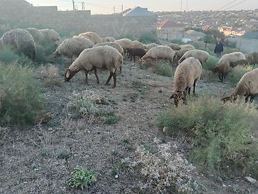 qoyun sortlari: Salam tam saglam heyvanlar satilir 23 qoyun 6 quzu 1 qoc obsiy 30 — 7