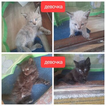 Находки, отдам даром: Срочно Отдам даром в добрые руки голубоглазых котят ми 1.5 месяца