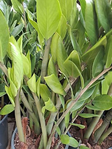 Ostale kućne biljke: Chlorophytum sa prve slike je 100, druge 300, trece 500 dinara — 7