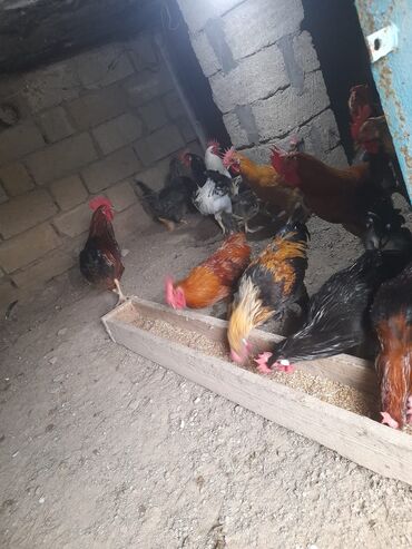 Xoruzlar: Məhsul: Qarışıq xoruzlar Təsvir: - Şəkillərdə görünən müxtəlif cins — 5