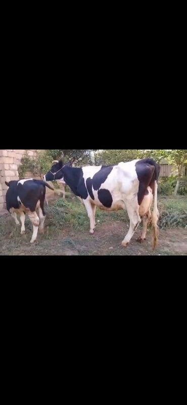 Inəklər, öküzlər: Saxanlı alaca inək və buzov dəsti. - Cins: Holştayn tipli, qara‑ağ — 11