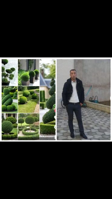 Landşaft işləri: Bütün növ ağcların qazonun güllərin biçilməsi sulaması dərmanlaması — 10