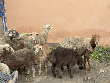 Qoyunlar, qoçlar: Salam Heyvanlar hamısı sağlam ağır boğazdılar ana baladılar satılırlar — 9