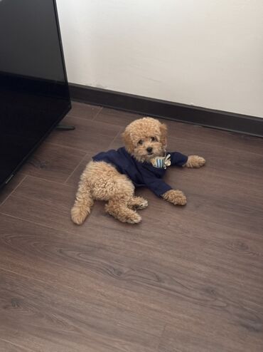 Услуги ветеринара: Продаем в хорошие, заботливые руки мини-пудель, девочка, 7 месяцев( — 9