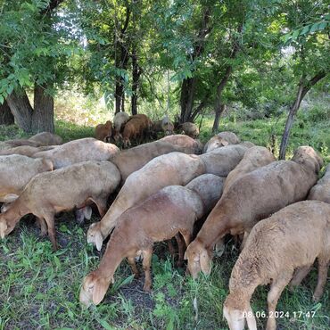 ангорская коза: Продаю | Овца (самка), Ягненок | Гиссарская | Для разведения | Матка