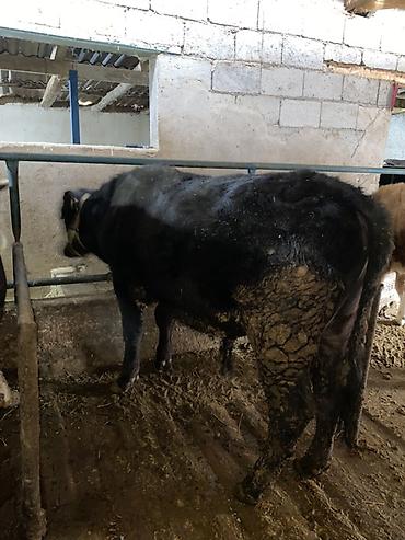 Коровы, быки: Продаю | Бык (самец) | На откорм | Привязанные — 5