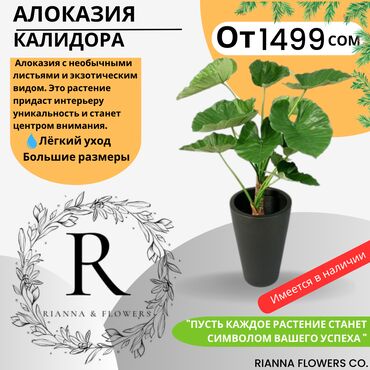 свет мандарин: Алоказия Калидора — это уникальное растение, которое станет ярким