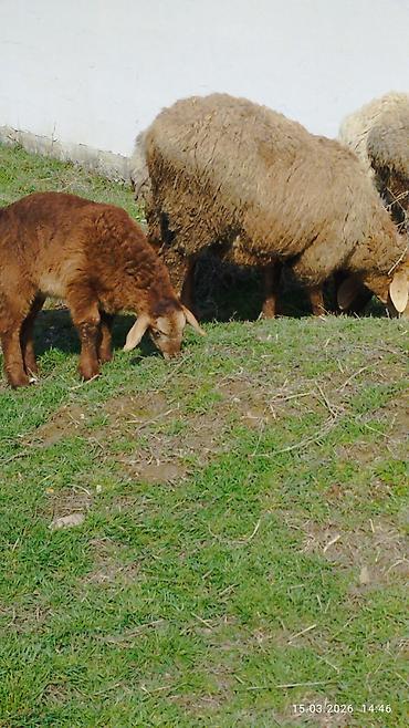 Баран, овца: Продаю | Овца (самка) | Для разведения | Племенные — 6