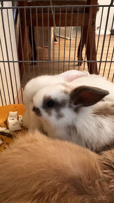сколько стоит кролик домашний: 🥰🐰Львиноголовые малыши, возраст 1месяц🥰 игривые, прикольные, ласковые