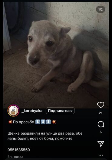 кошачий питомник в бишкеке: Ит бекер берилет: 4 айлык, Эркек