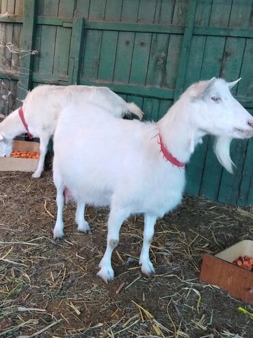 Козы, козлы: Продаю | Коза (самка) | Зааненская, Битал — 7