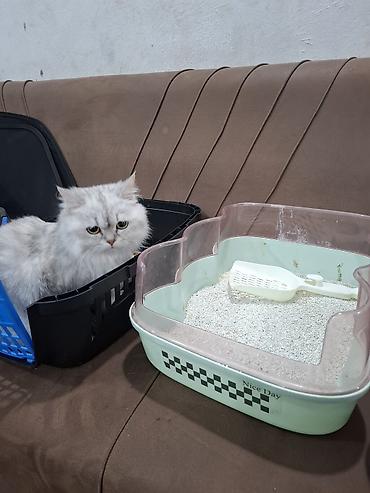 Pişik tualeti qabı və kürəkçə dəsti - Aşağıdan hündür kənarlı, geniş
