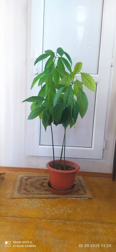 Бытовая химия: Avoccado agaci 2 eded. hundurluk-0.8-1m
her biri 25 azn