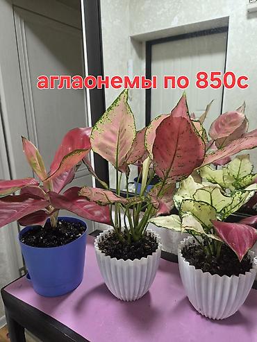 оксалис: Комнатные растения в горшках. - Подборка неприхотливых растений — 8