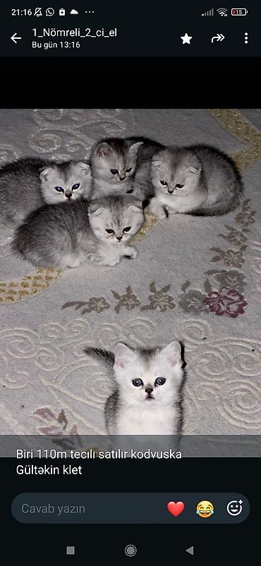 şotland pisiy: Şotland yastı qulaq — 1