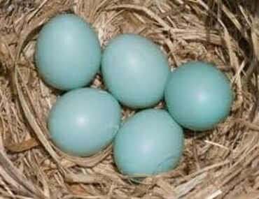 ördək yumurtası satışı: Damazlıq, Ödənişli çatdırılma