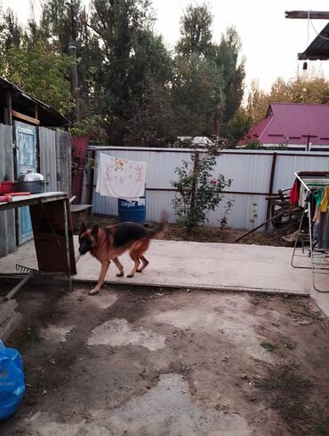 красный строитель дом: Үй, 77 кв. м, 3 бөлмө, Менчик ээси, Косметикалык оңдоо