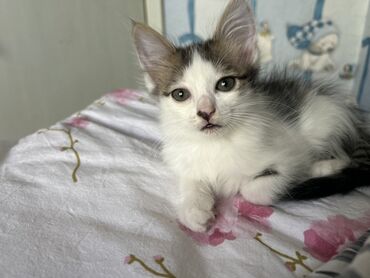 мышык балыкчы: Беспородная, 2 месяца, Мальчик, Биколор, Приучена к лотку