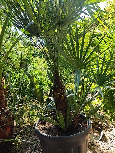 bitki guli: Yelpəzəyarpaq xurma (Chamaerops humilis) – qara plastik dibçəkdə — 3