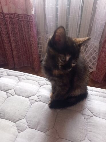 кошка кот: Девочка