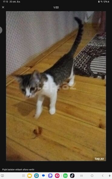 Pişiklər: Yaxşı əllərə — 20