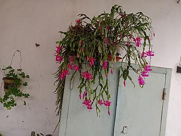 ucuz gul: Qəfəsdə böyüyən “Schlumbergera” (Dekabr kaktusu) – iri, asma formada — 1