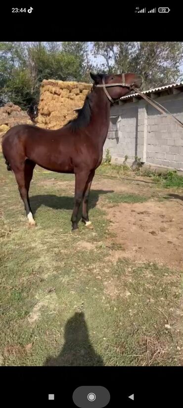 Лошади, кони: Продаю | Жеребец | Рабочий — 8