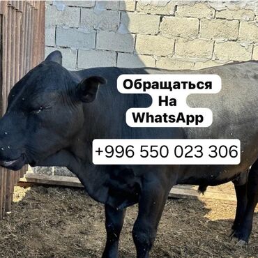 сколько стоит 1 корова: Продам бычки телята ангус герефорд голштин возраст от 2 мес и до 1,5