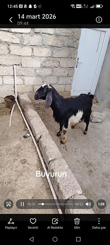 heleb keçileri: Saf qan Suriya helebi 3 illiydi 2 qarin doqub aktiv sud verir tam — 1