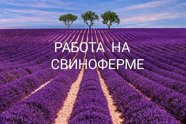работа для девушек за границей без знания языка: Требуется Скотник, Оплата Ежемесячно